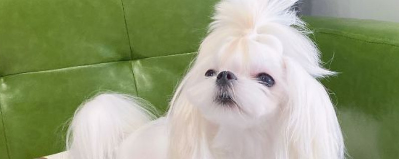 马尔济斯犬掉毛吗