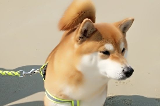 秋田为什么禁养