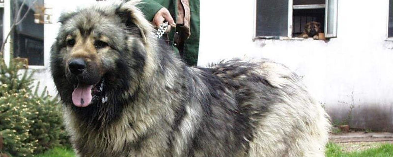 高加索犬认主人的表现
