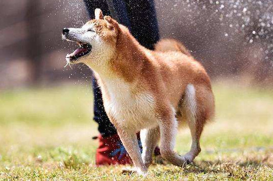 柴犬越打越咬人