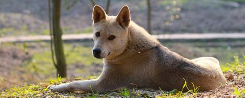 土狗认主的表现