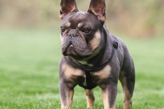 法牛犬价格什么颜色贵
