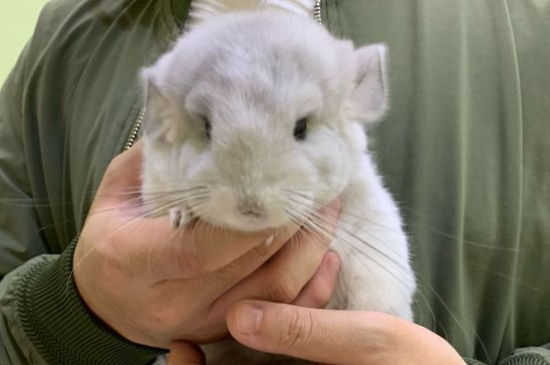 龙猫死了怎么处理