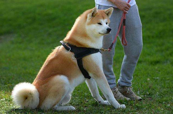 狗狗被打出屎怎么办