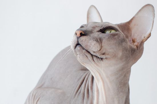 猫咪眼屎多红褐色