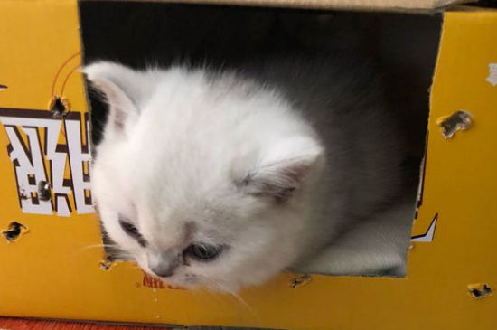 猫生产过程中怎么护理
