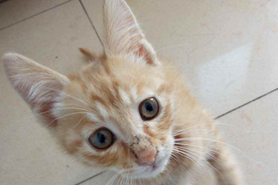 小猫换胎毛会变色么