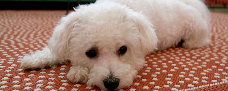 比熊犬几个月剃胎毛
