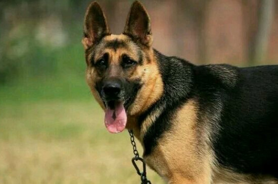 十大猛犬排行榜，全球十大凶犬排名