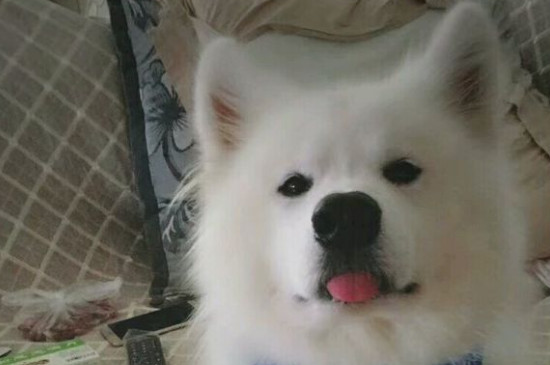狗狗吐一截舌头在外面