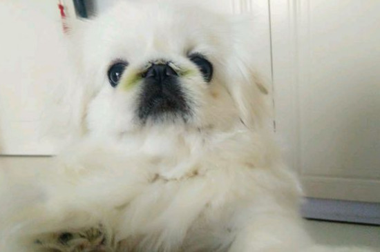 京巴狗吃什么狗粮