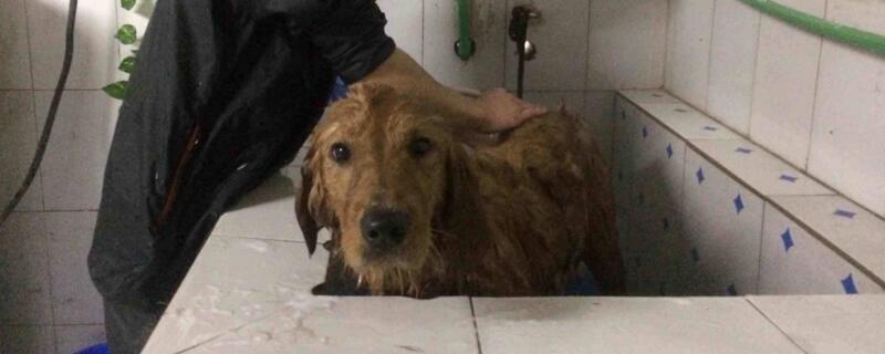 给狗洗澡到底要不要带手套
