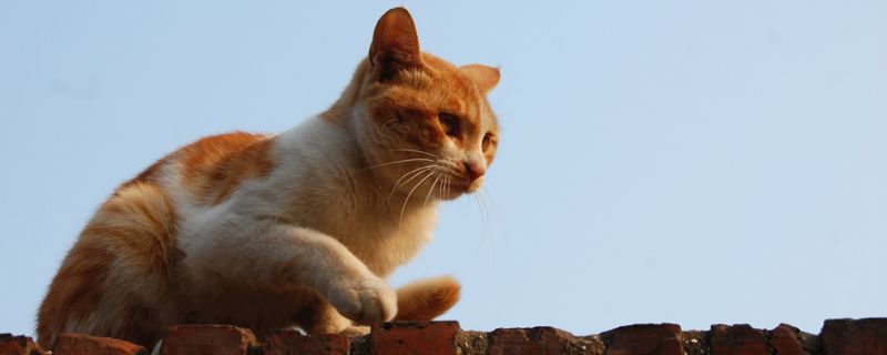 母猫吃几个胎盘最合适