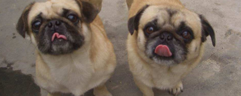 养巴哥犬注意事项