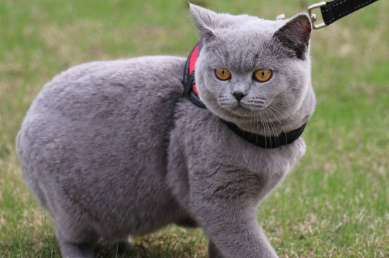 英短蓝猫夏天怎么度过