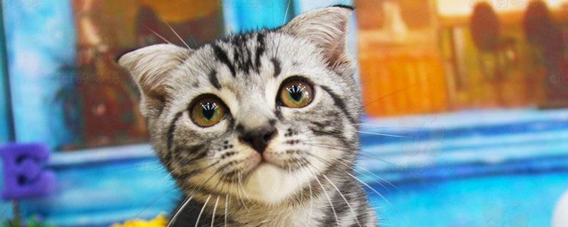 美短折耳猫注意事项