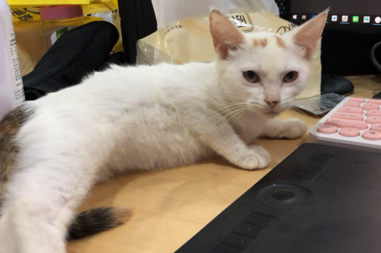 没有满月的小猫怎么养