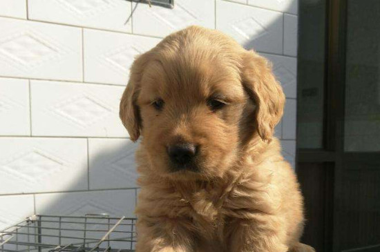 幼犬一天拉几次屎正常