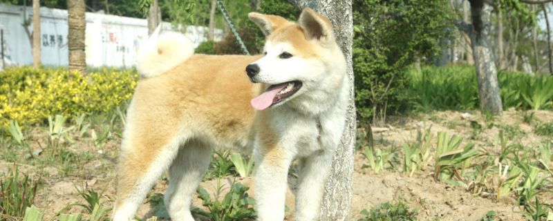 为什么养秋田犬的人很少