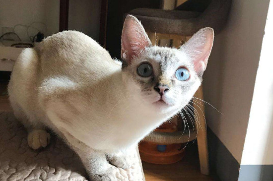 猫上吐下泻但很有精神