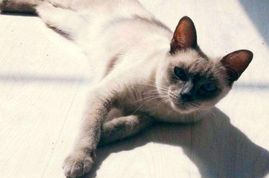 猫在床上拉屎预示着什么