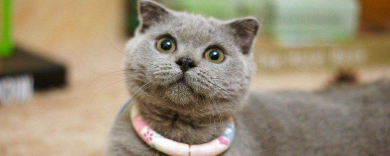 养蓝猫会臭吗