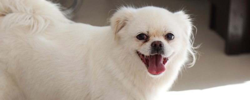 狗狗被车撞内伤的症状