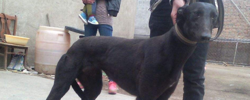 灵缇犬缺点