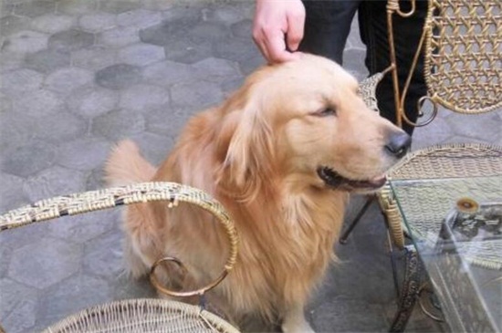 金毛喂馒头和饭行吗