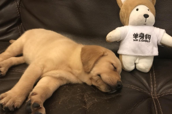 为什么狗狗喜欢咬我的手