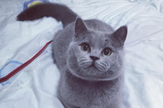 英短公猫贵还是母猫贵
