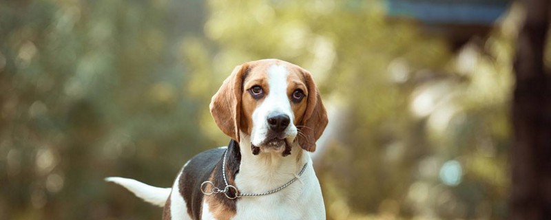 比格犬护主吗