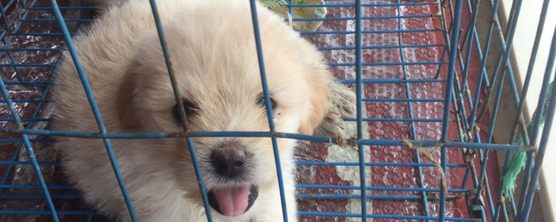 狗狗打疫苗前一天洗澡