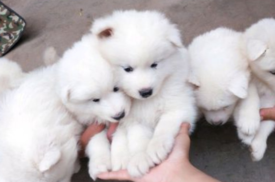 怎么知道犬蛔虫已除尽