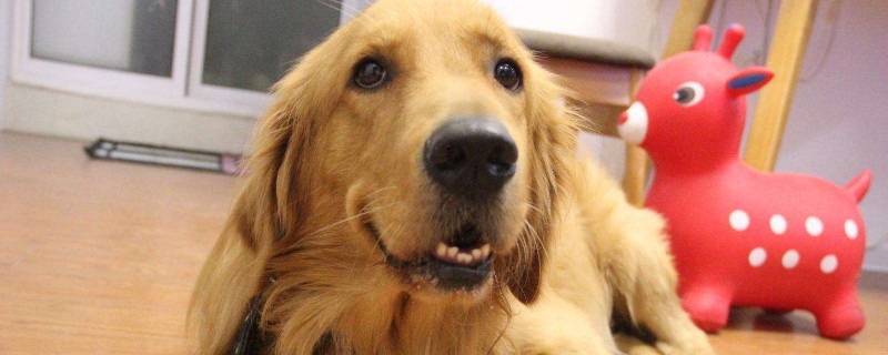 狗狗对新生儿有影响吗