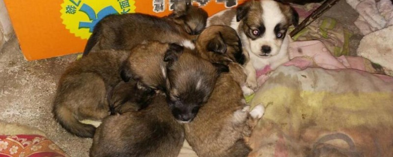 判断狗有没有狂犬病毒
