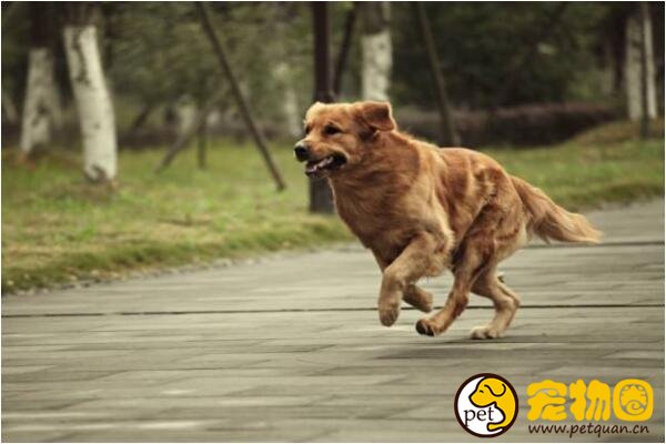 狗狗出门遛弯就兴奋，主人遛狗反被狗遛（它可能发情了）