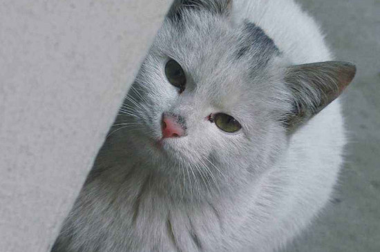 猫离家出走回来几率