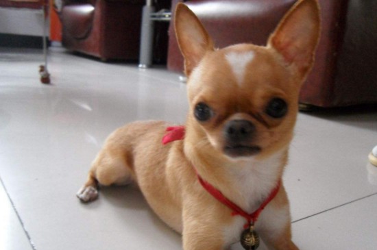 养什么狗开销小，5种适合家养省钱又省心的犬种