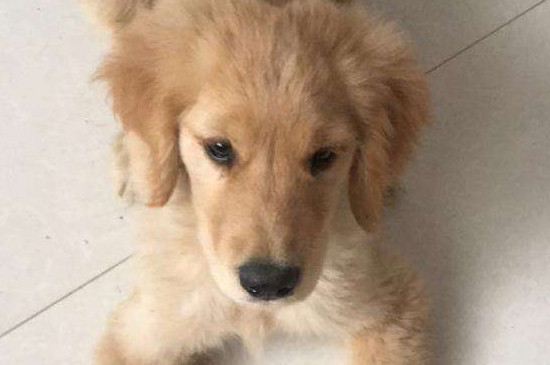 狗狗流鼻涕怎么办
