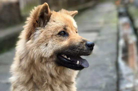 狂犬病的狗有什么症状