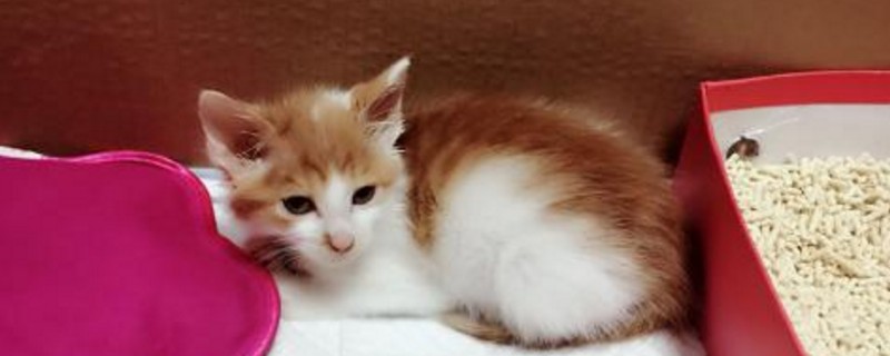 猫咪夏天要剃毛吗