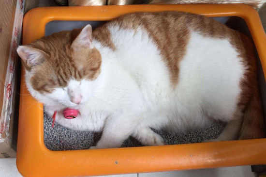 猫乱撒尿怎么教训