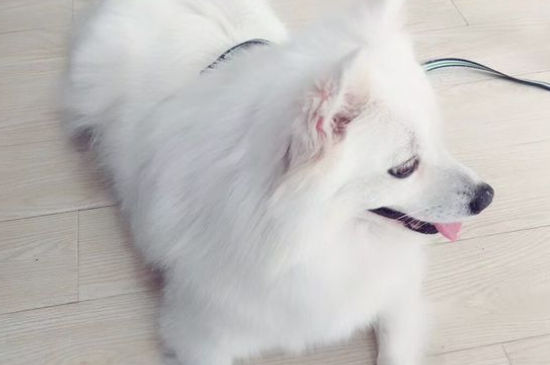 为什么没人养银狐犬，银狐犬的缺点有哪些