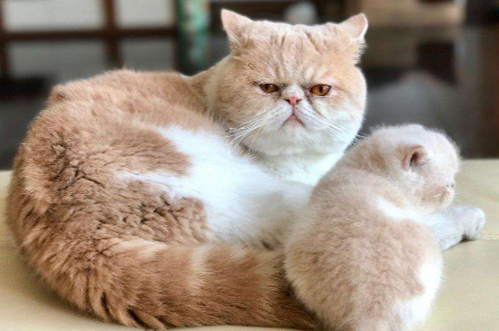 宠物猫为什么不能喝牛奶
