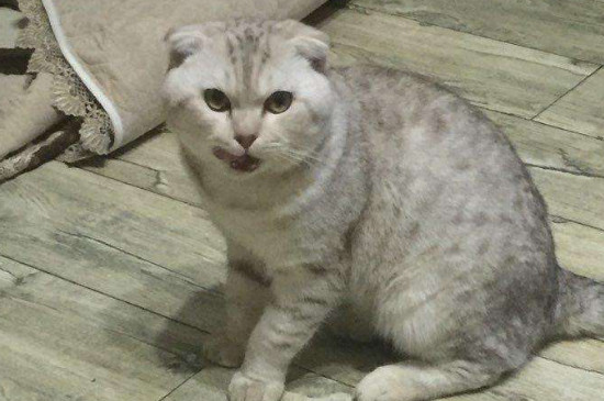 未绝育的公猫可以养在一起吗