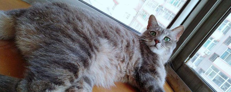 猫有体味吗