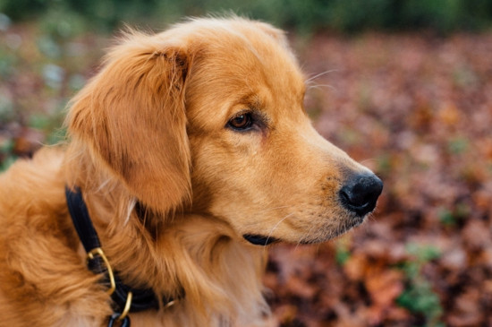盘点世界三大无攻击性犬类，别信誓旦旦说你家狗不咬人