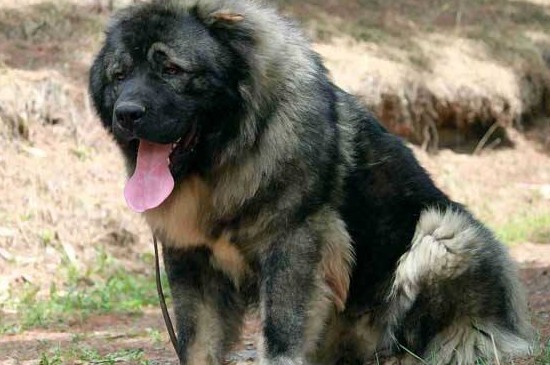 高加索为什么没人养，很少有人养高加索犬的5个原因