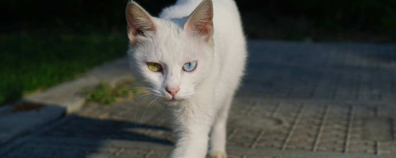 猫换环境的应激期多长